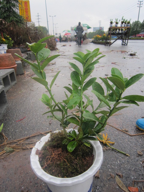 3年苗 金华佛手苗佛手柑苗 庭院花卉盆栽盆景 原产地强壮苗批发
