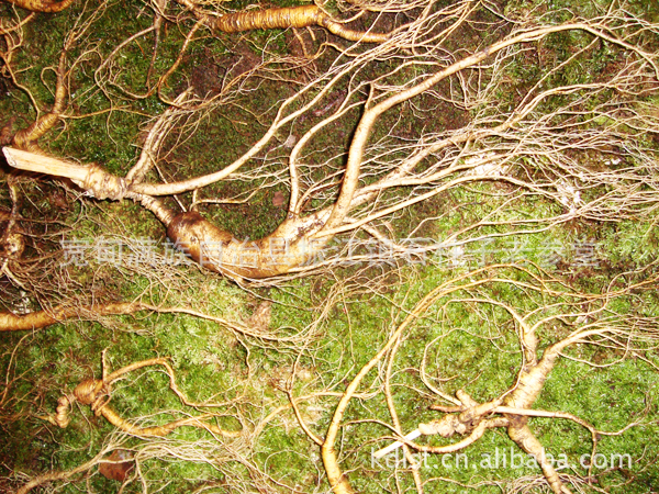 厂家供应优质林下参 人参 质优价廉