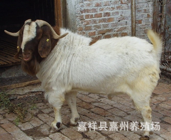优质肉羊-波尔山羊正规养殖-签订合同【买就有惊喜-点击率最高】