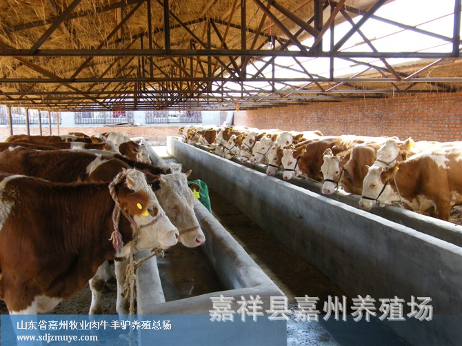 供应大量西门塔尔牛犊养殖基地供应肉牛犊西门塔尔牛驴羊