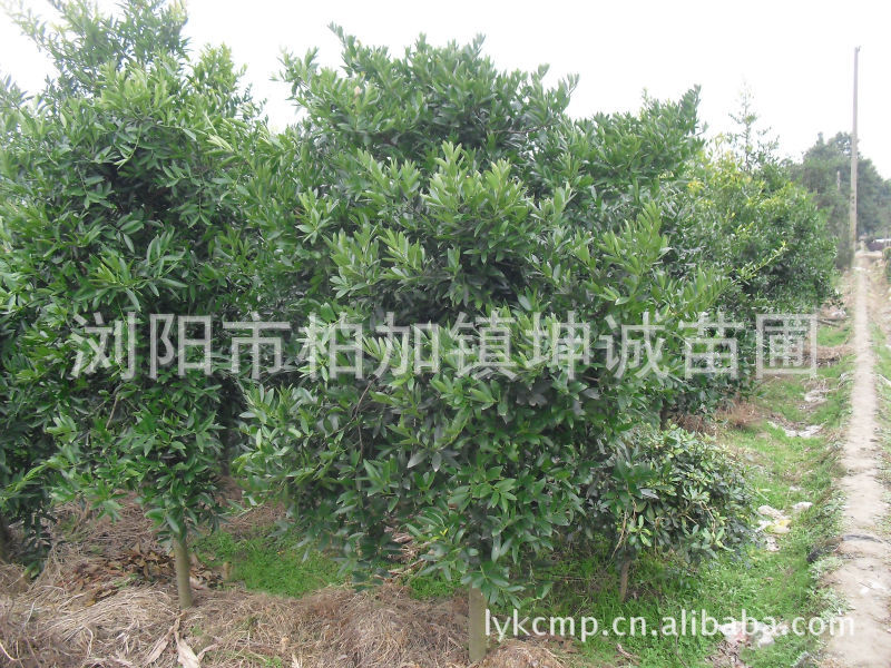 湖南绿化苗木 优质竹柏木 适应地区介绍，主要销售花卉苗木