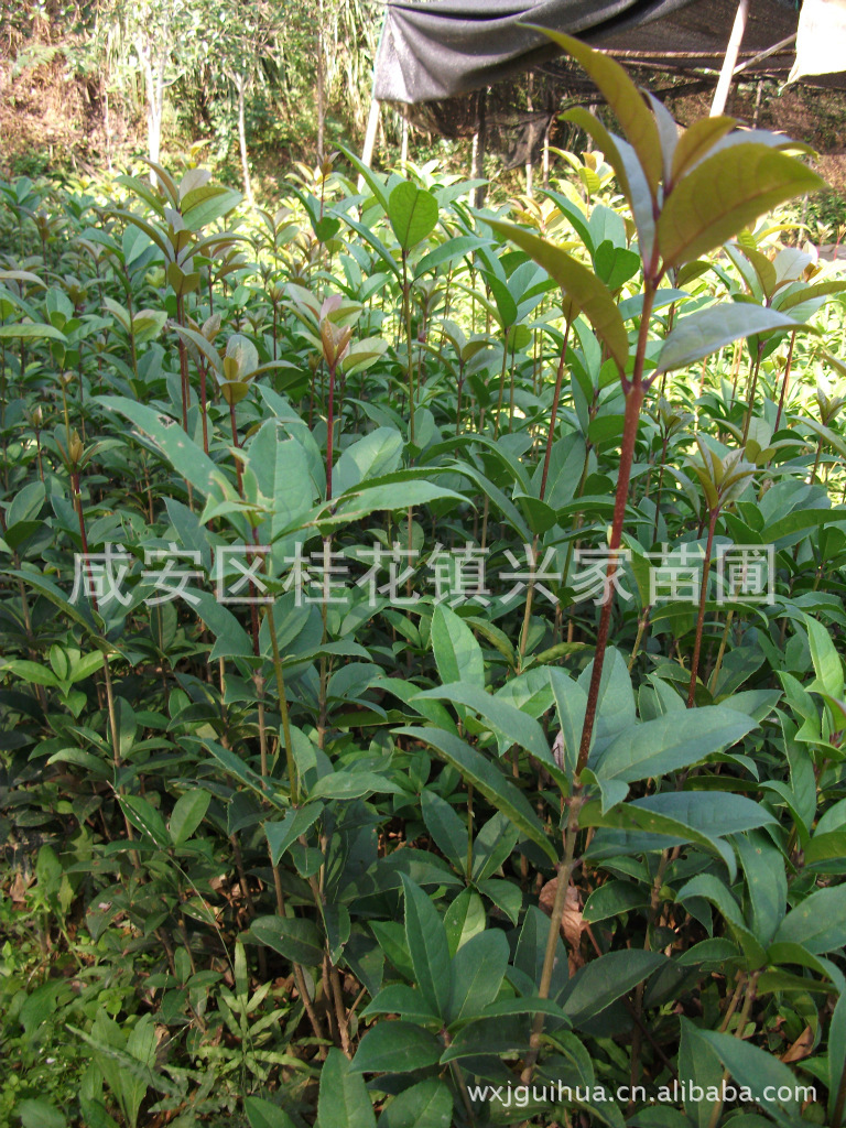 农户直销湖北咸宁桂花镇扦插3年生朱砂桂种苗  丹桂苗木 花卉种苗