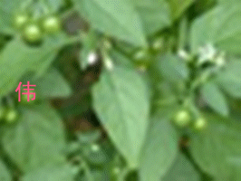 批发供应优质中草药----龙葵