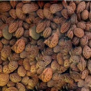 求购毛桃种子6吨【图】