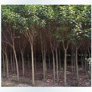 供应乔木：大叶女贞.2-3公分.及销售绿化苗木