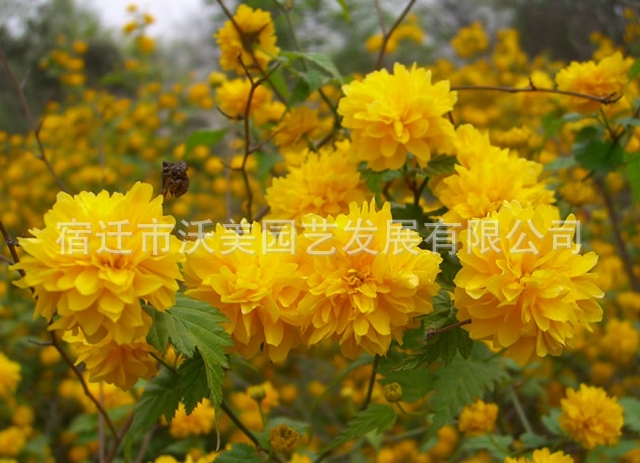 供应景观花卉苗木，棣棠花，棣棠花苗，黄榆梅，蜂棠花、黄度梅