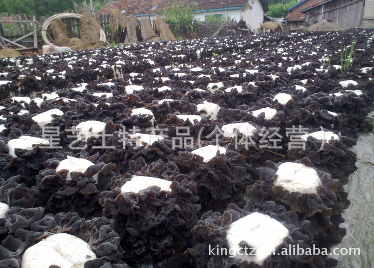供应精品黑木耳