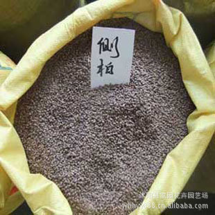 批发供应优质侧柏种子 当年新采 高产 绿化苗木