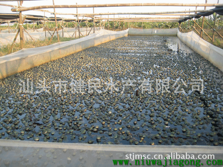 汕头市澄海区春天湖水产养殖专业合作社牛蛙