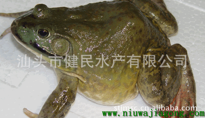 春天湖工业区水产养殖专业合作社优质牛蛙腿