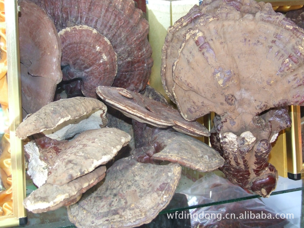 丁冬  野生灵芝 东北特产优质灵芝