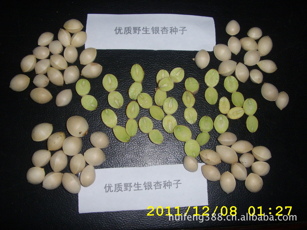 野生银杏种子、白果种子、真正优良的银杏种子 绿色纯正的银杏种