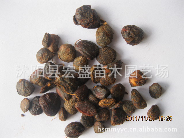 出售白玉兰种子，别名，木兰，玉树