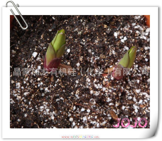 进口香水百合种子 百合种球 百合花苗 多个色系  百合花