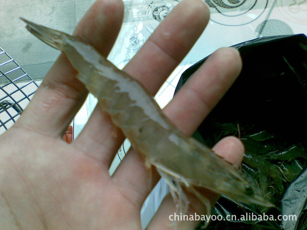 【特大】南美白金城水产（广东产16）