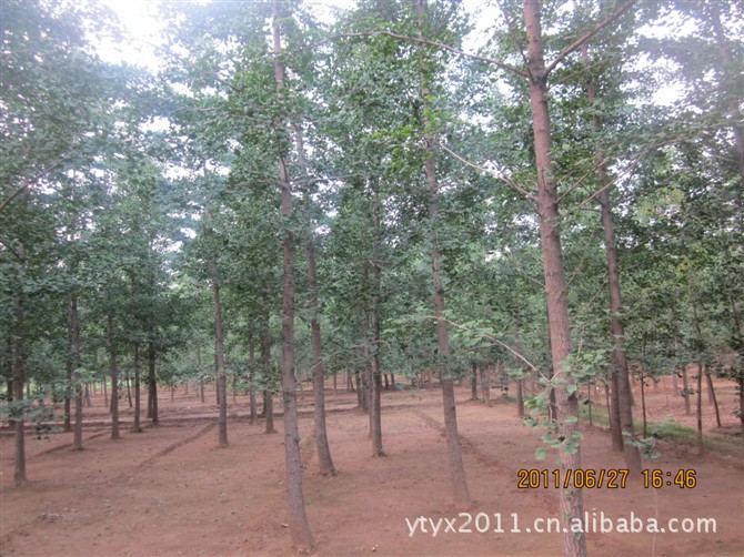 供应银杏树12公分银杏嫁接树，绿化苗木