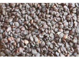 分装花卉种子 茉莉花种子 白茉莉种子 香魂花种子