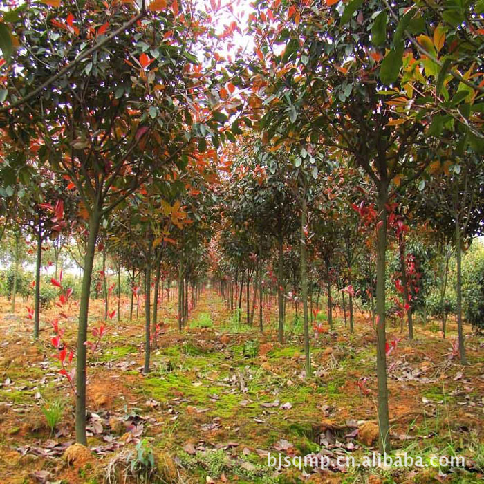 供应各种绿化苗木、苗木红叶石楠、4-6公分红叶石楠