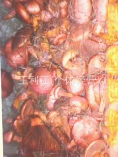 出售；野生松树伞；红蘑。量大优惠