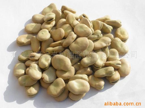 大量供应新产蚕豆(图)