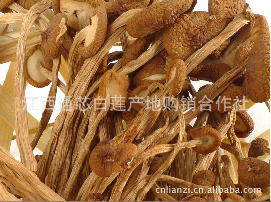 2012贡品级江西特产干菌种茶树菇 源产地发货 量多从优
