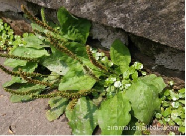 药都亳州中药材批发 车前草无硫中药饮片按方抓药中草药
