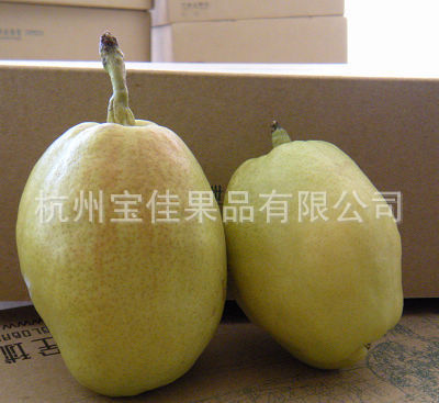 供应库尔勒香梨 各种绿色水果批发（品质生活，宝佳相伴）