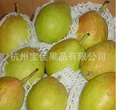 供应库尔勒香梨 正宗 新鲜水果 汁多口感一流 （图）