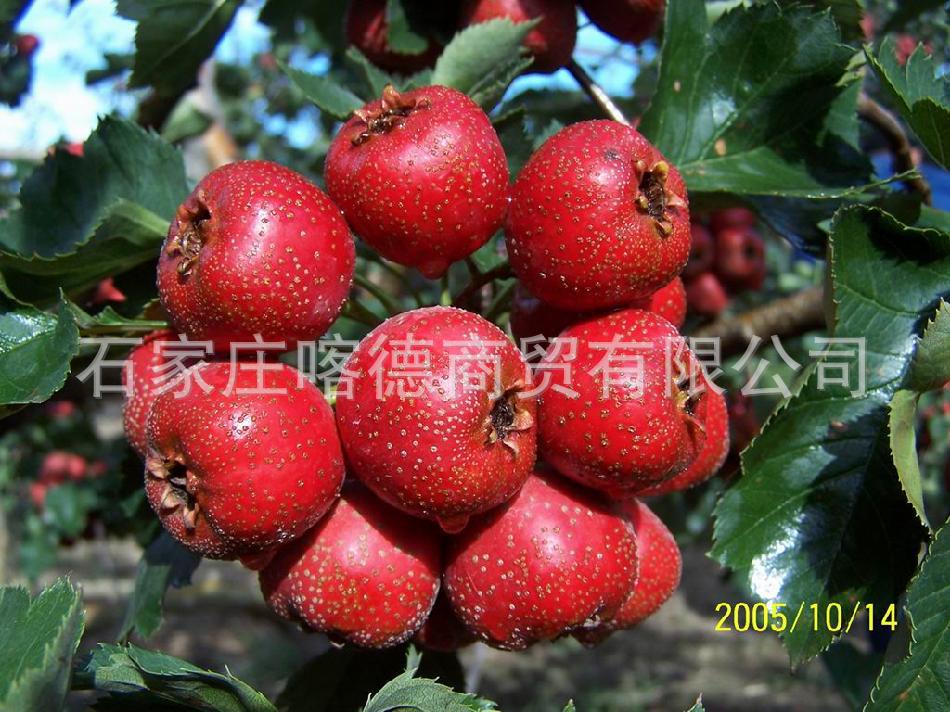 供应山楂，来自红果之乡兴隆，果品优秀，价格最低，期待您的洽谈