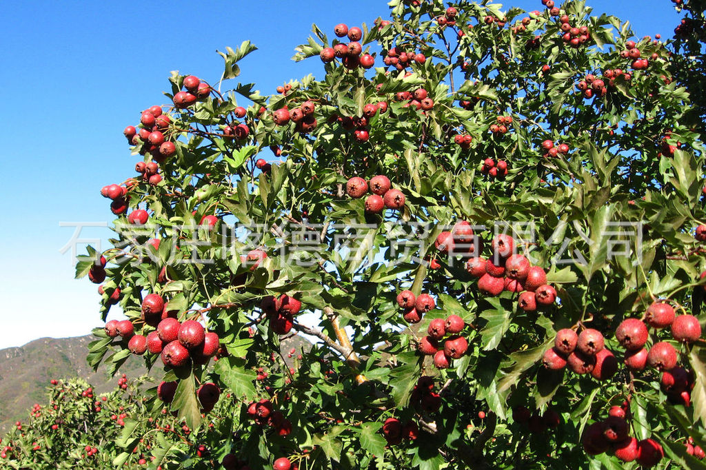 红果之乡兴隆产优质山楂，果品优良，低价让利，是各地果商的首选