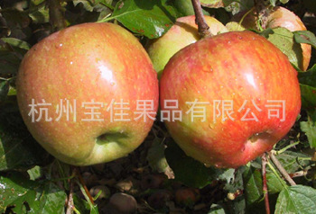 供应苹果 阿克苏冰糖心红富士苹果 量大从优（图）