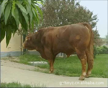 供应纯种 鲁西黄牛 优质鲁西黄牛  高产鲁西黄牛