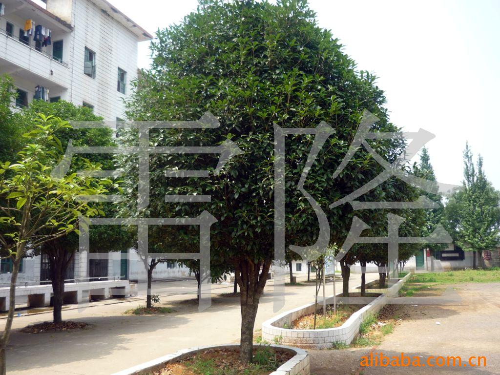 供应优质精品桂花树-红枫-银杏树等绿化苗木