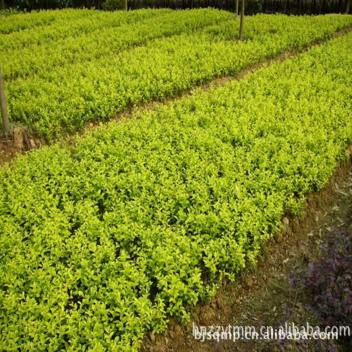 大量低价批发供应绿化苗木金叶女贞|金叶女贞色块苗