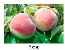 批发红芒果油桃苗/果品代办/产品搜索列表/网上新鲜水密桃