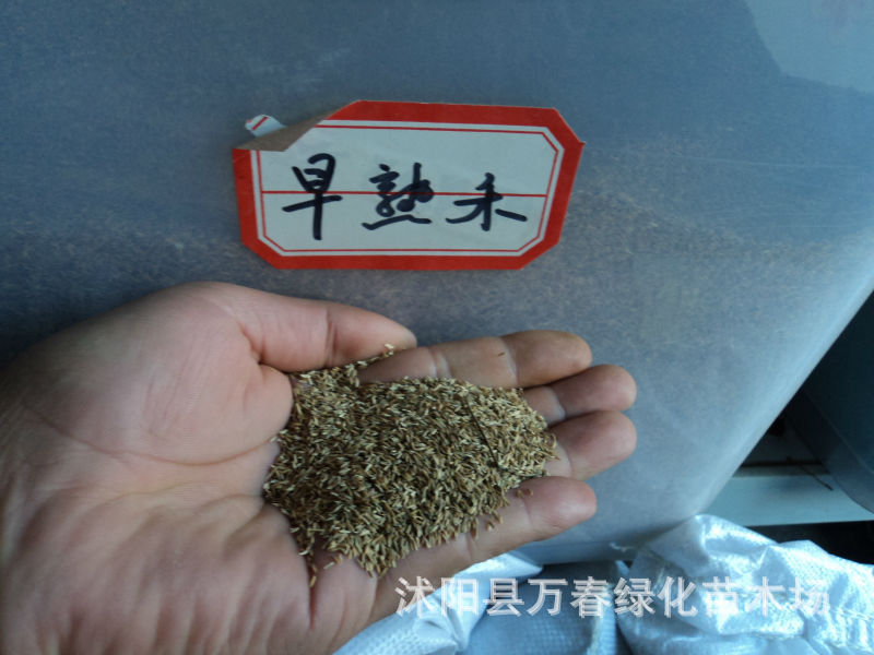 【批发进口优质草坪种】 早熟禾 草坪种子 草坪 品种齐全