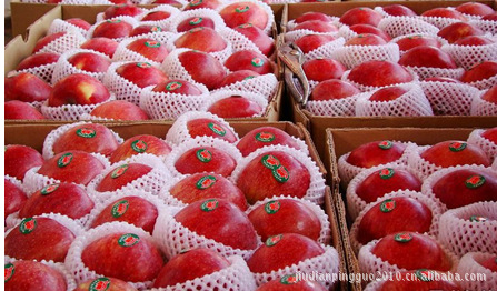 大量批发直销新红星苹果 【图】信誉第一