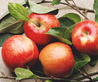 专业生产订购优质苹果（图）价格合理