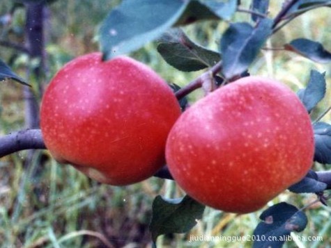 供无公害绿色苹果美国8号