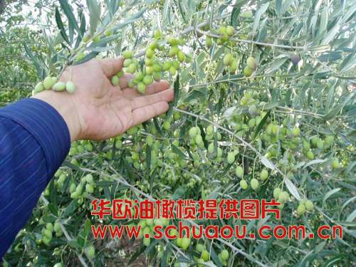 【优供】油橄榄种子，西班牙，意大利，希腊等油橄榄树种子