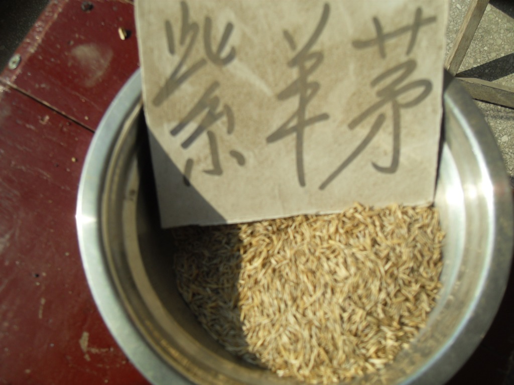 大量供应今年新采种子有紫羊茅等各种花卉种子