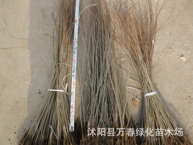 供应、樱花、小苗、紫薇、苗木.花卉.