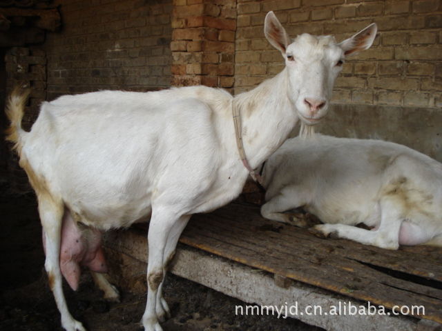 低价出售奶山羊 莎能奶山羊 关中奶山羊 崂山奶山羊价格养殖场