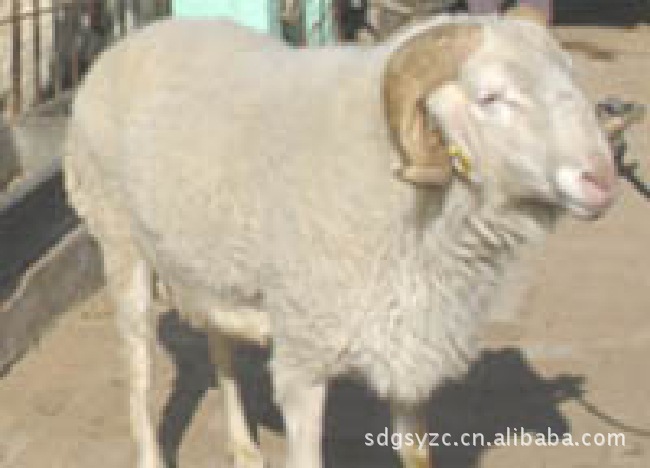 优良肉羊波尔山羊/纯种波尔山羊种羊苗/肉羊养殖技术