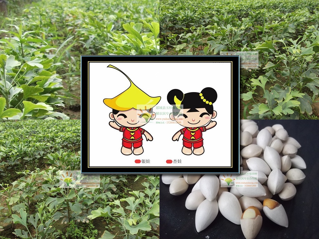 临沂银杏树种子供应发芽率高银杏树种子|支持货到付款银杏树种子