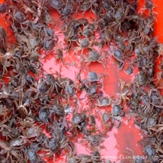 专业养殖正宗太湖淡水大闸蟹螃蟹苗（省重点发展蟹苗养殖基地）