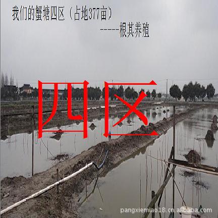 购真正优质淡水大闸蟹苗找正规螃蟹苗养殖供应商（省重点基地）