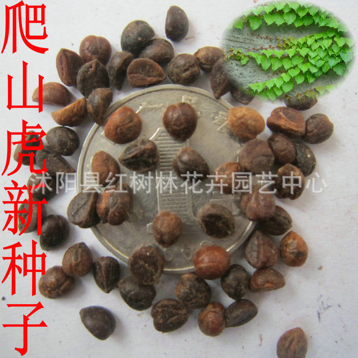 批发各种爬藤类种子 爬山虎种子 新种子 提供种植技术 包发芽现货