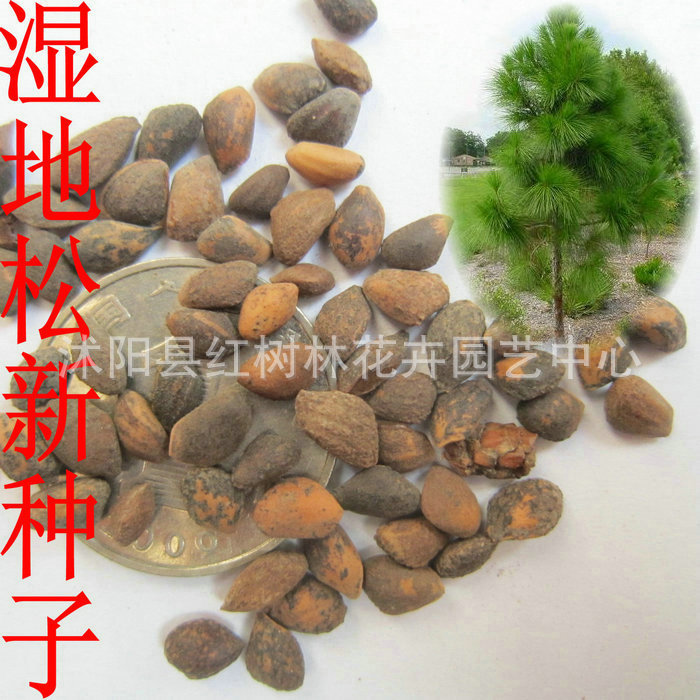 特价批发各种松类种子 湿地松种子 新种子 提供种植技术 包发芽