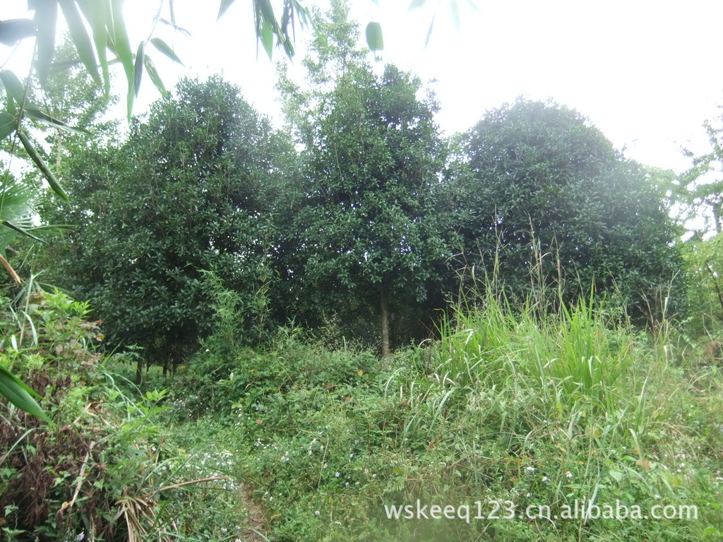 苗木 8月桂花树 桂林八月桂花树 广西银杏树专供 广西桂花树基地